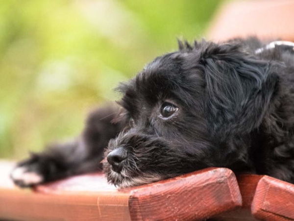 Como desmamar um cachorro ou filhote de cachorro