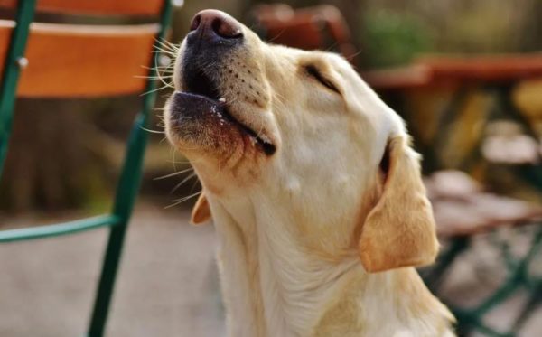 Como desmamar um cachorro ou filhote de cachorro, leia o artigo