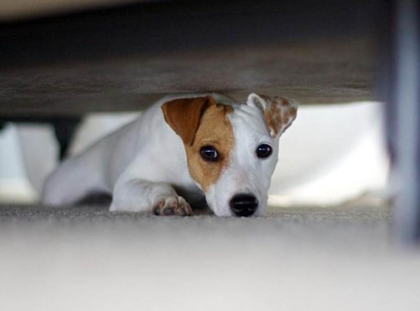 Como desmamar um cachorro choramingando
