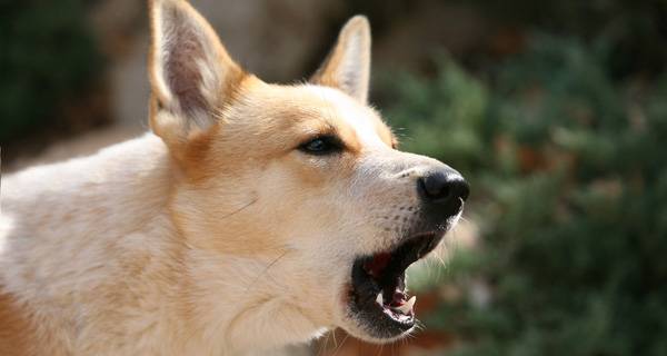 Como desmamar um cachorro para latir