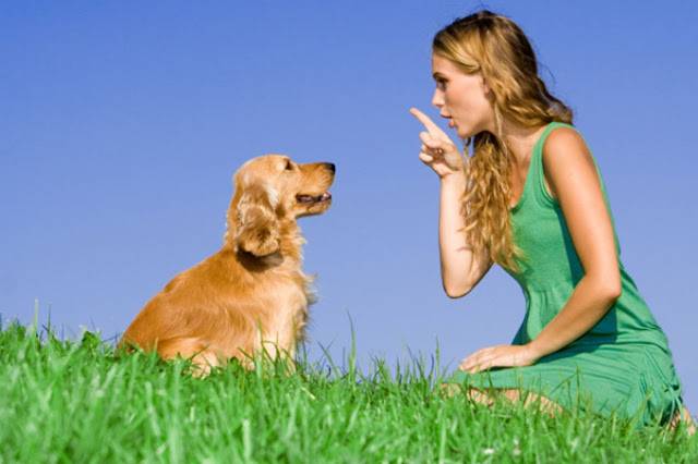 Treine seu animal de estimação em silêncio