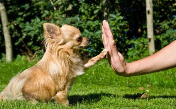 Métodos de treinamento para cães