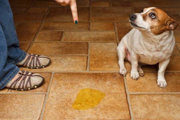 Como desmamar um cachorro para escrever e cagar em casa