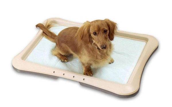 Como treinar um cachorro para o banheiro