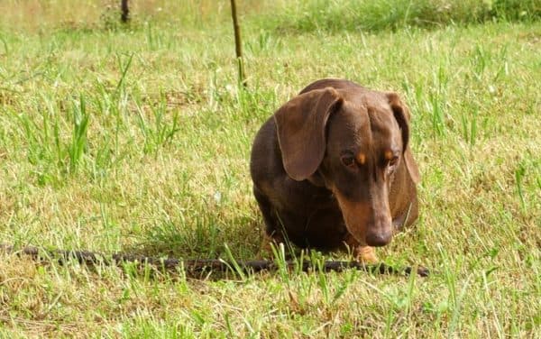 Como desmamar um cachorro para pegar no chão ou no chão. Um método de distração.
