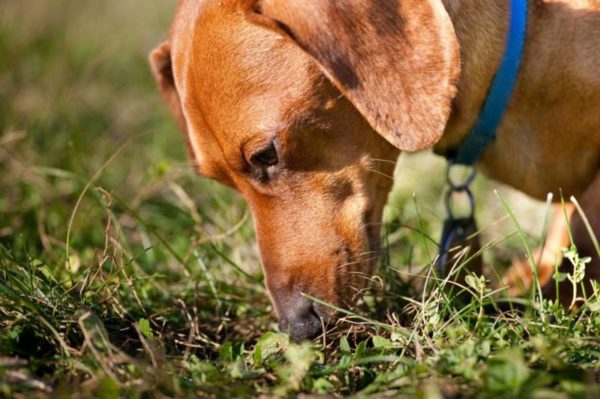 Como desmamar uma palheta de cachorro do chão ou do chão