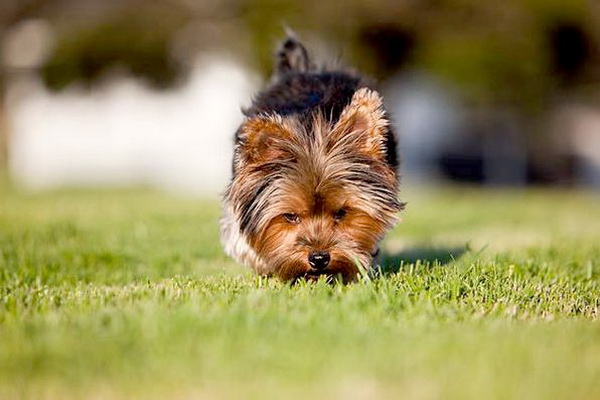 Como desmamar um cachorro do chão ou do chão, leia o artigo