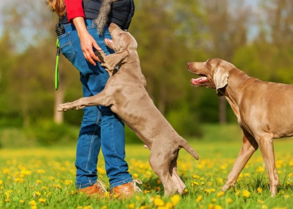 Como desmamar um cachorro para pular nas pessoas