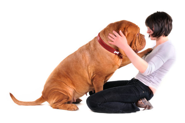 Como desmamar um cão adulto para pular nas pessoas
