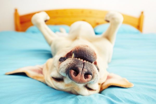 Como desmamar um cachorro para dormir na cama com o dono