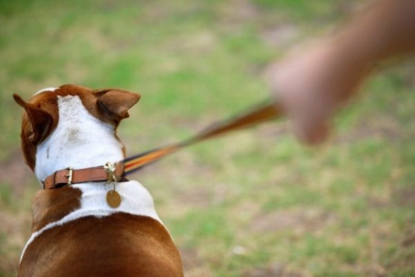 Como desmamar um cachorro, puxe uma trela, leia o artigo