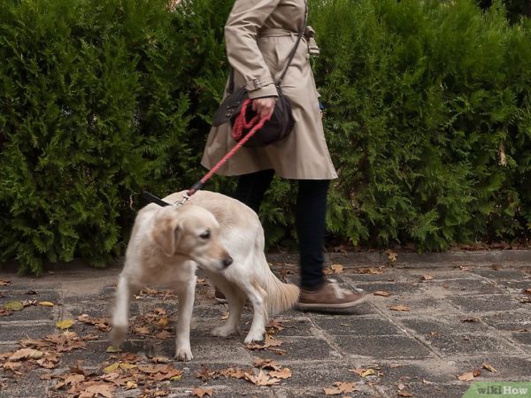 Como desmamar um cachorro puxar uma trela