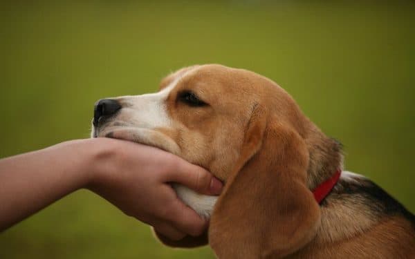 Como mostrar ao cachorro que você é um líder