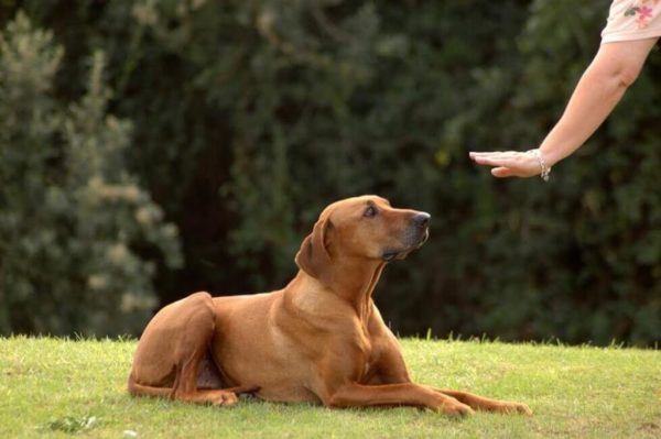 Como mostrar ao cão que você é o líder, leia o artigo