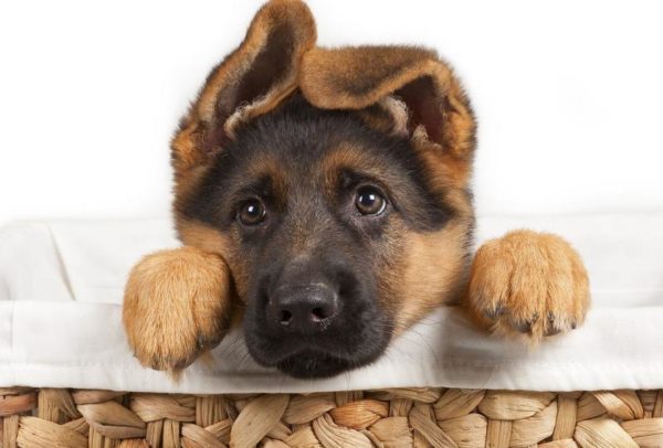 Cachorro fofo