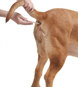 Medindo a temperatura corporal do cachorro