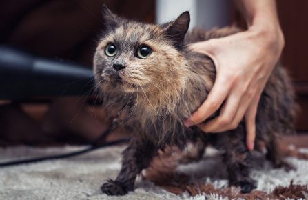 Secando o gato com um secador de cabelo