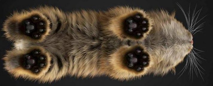 O gato está em uma mesa transparente