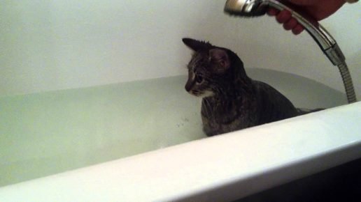 Gato no banho