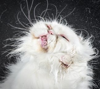 O gato está tremendo