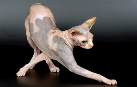 Gato Sphynx