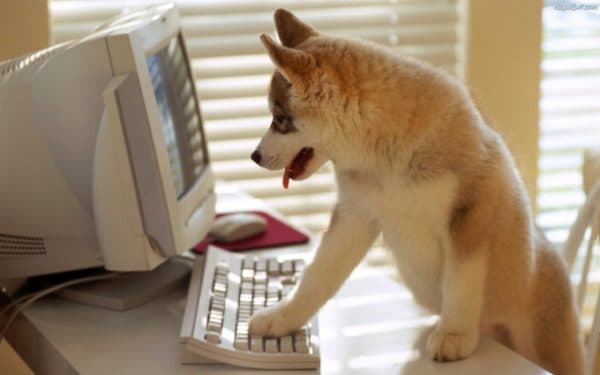 Como treinar um cachorro para ficar em casa, leia o artigo