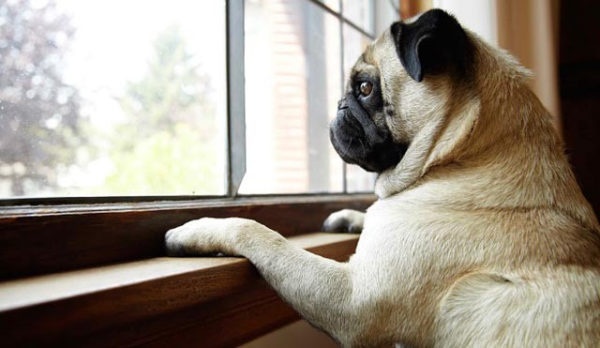 Como treinar um cachorro para ficar em casa
