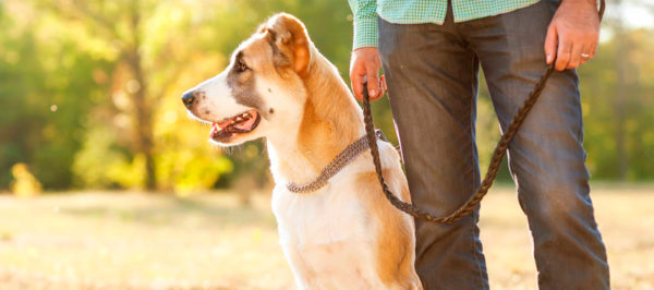 Como se tornar um líder para um cachorro