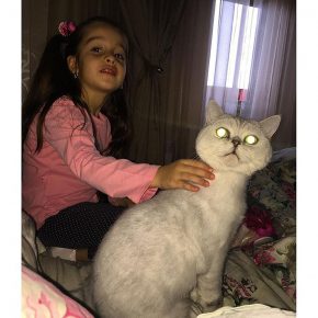 O gato de Borodina