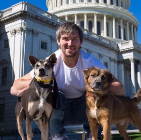Ovechkin com cães