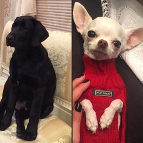 Labrador e Chihuahua Ovechkin