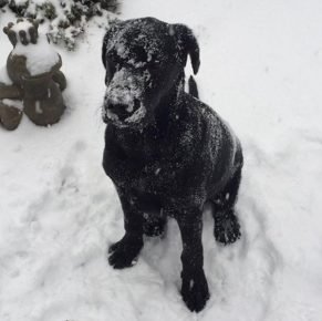 Labrador na neve