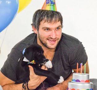 Filhote de Ovechkin e Labrador