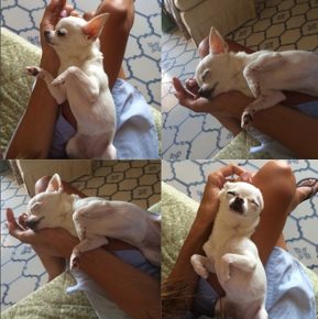 Cachorro da raça chihuahua