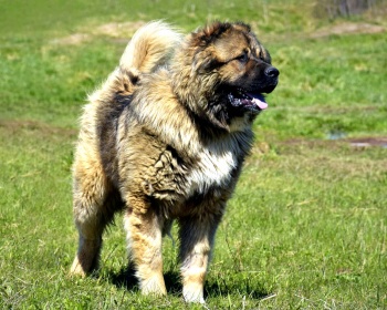 Caucasiano, pastor, cão, caucasiano, pastor, cão, armênio, Khobun, geórgia, nagazi