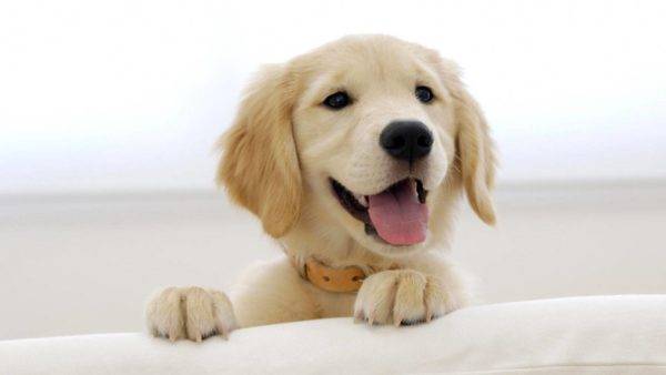 cachorro