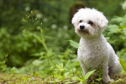 Bichon Frise