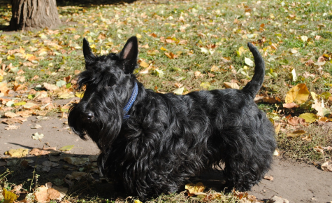 Terrier