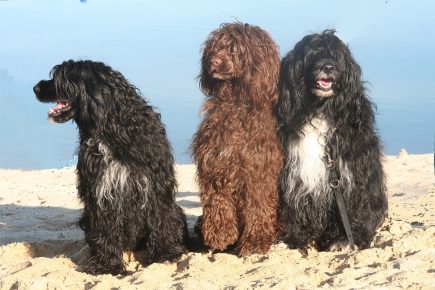 Cão de Água Português