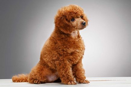 Caniche