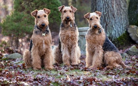 Airedale