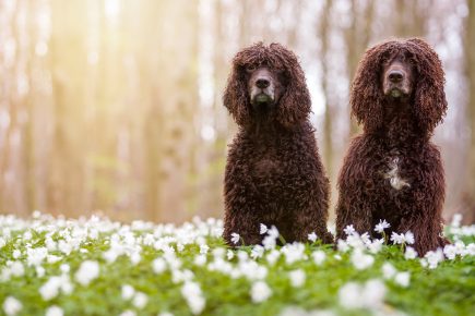 Spaniel de água irlandês