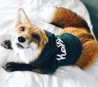 Fox como animal de estimação