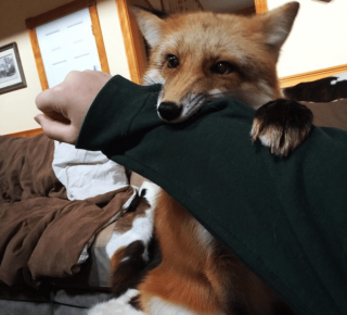A raposa doméstica morde o dono
