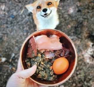 Comida de raposa
