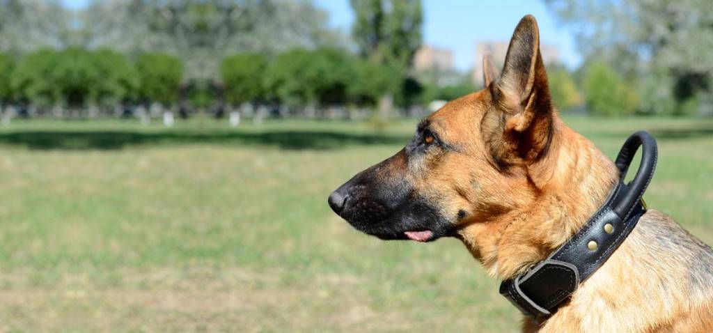 Coleira para cachorro