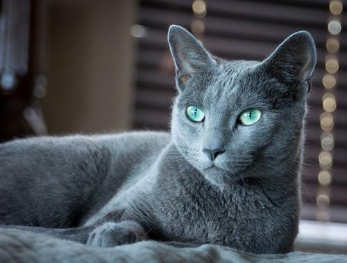 Informações básicas sobre o gato azul russo resumidamente: peso, dimensões e descrição