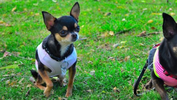 Recursos de treinamento de Chihuahua, leia o artigo