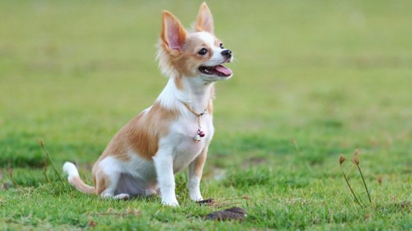 Treinamento de chihuahua Leia o artigo