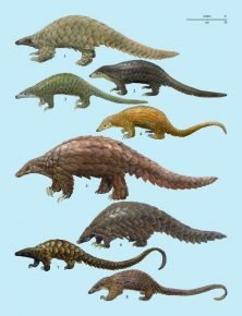 Tipos de pangolins